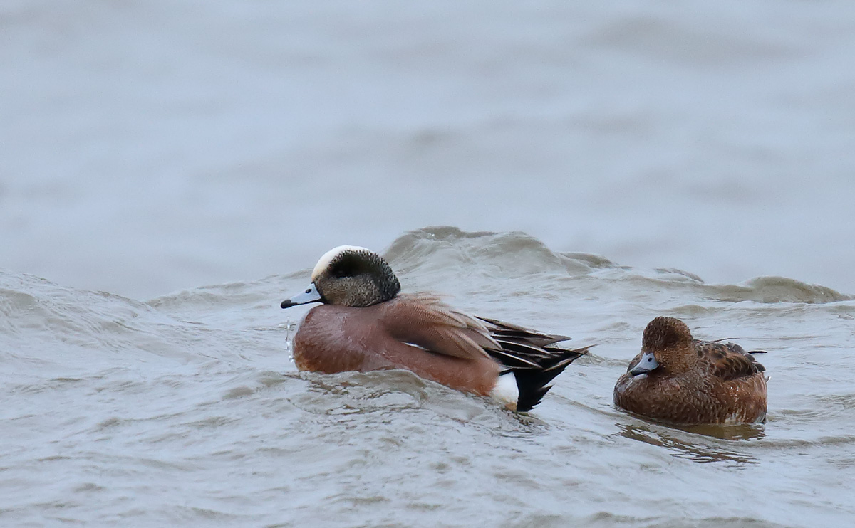 American Wigeon_J4X9009