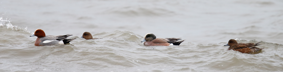 American Wigeon_J4X9091