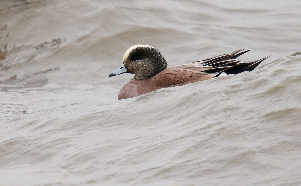 American Wigeon_J4X9121