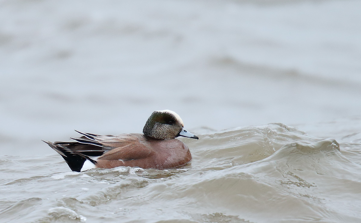 American Wigeon_J4X9141