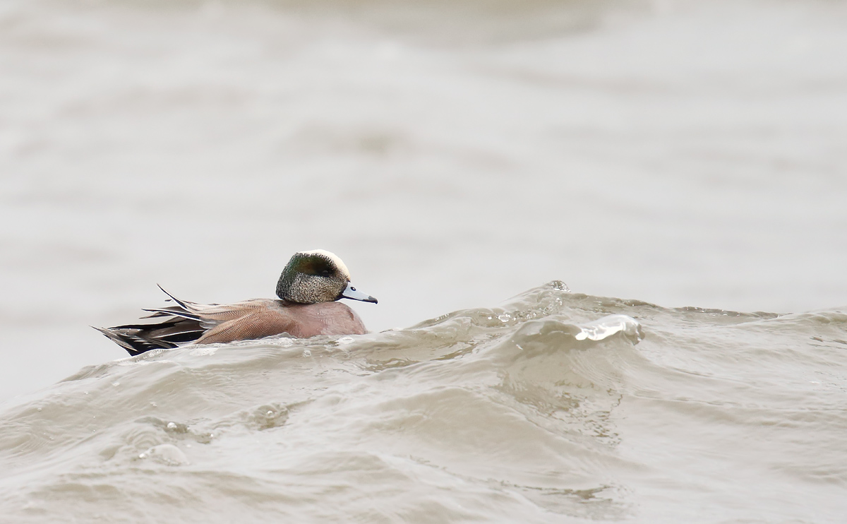 American Wigeon_J4X9142