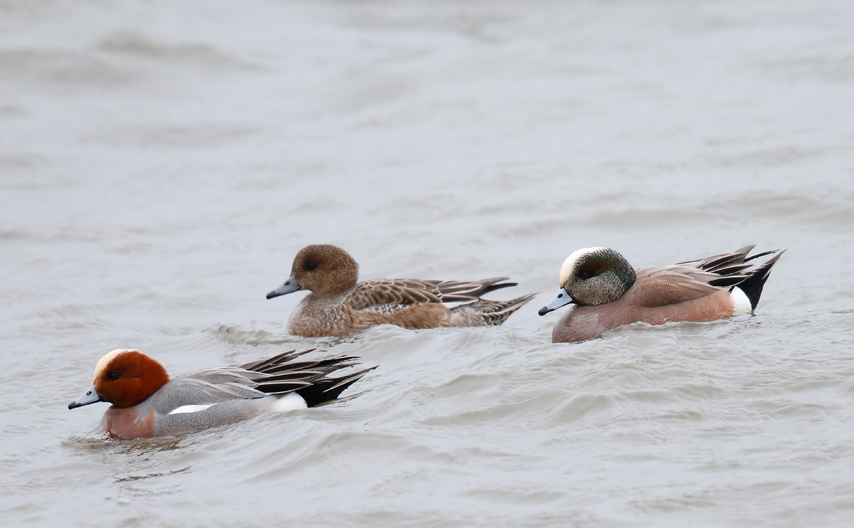 American Wigeon_J4X9181