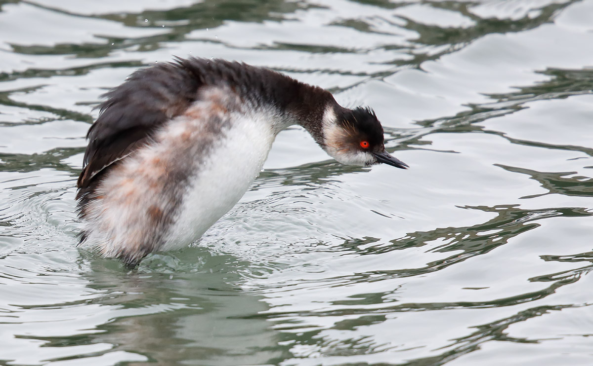 BNGrebe_55Q2444