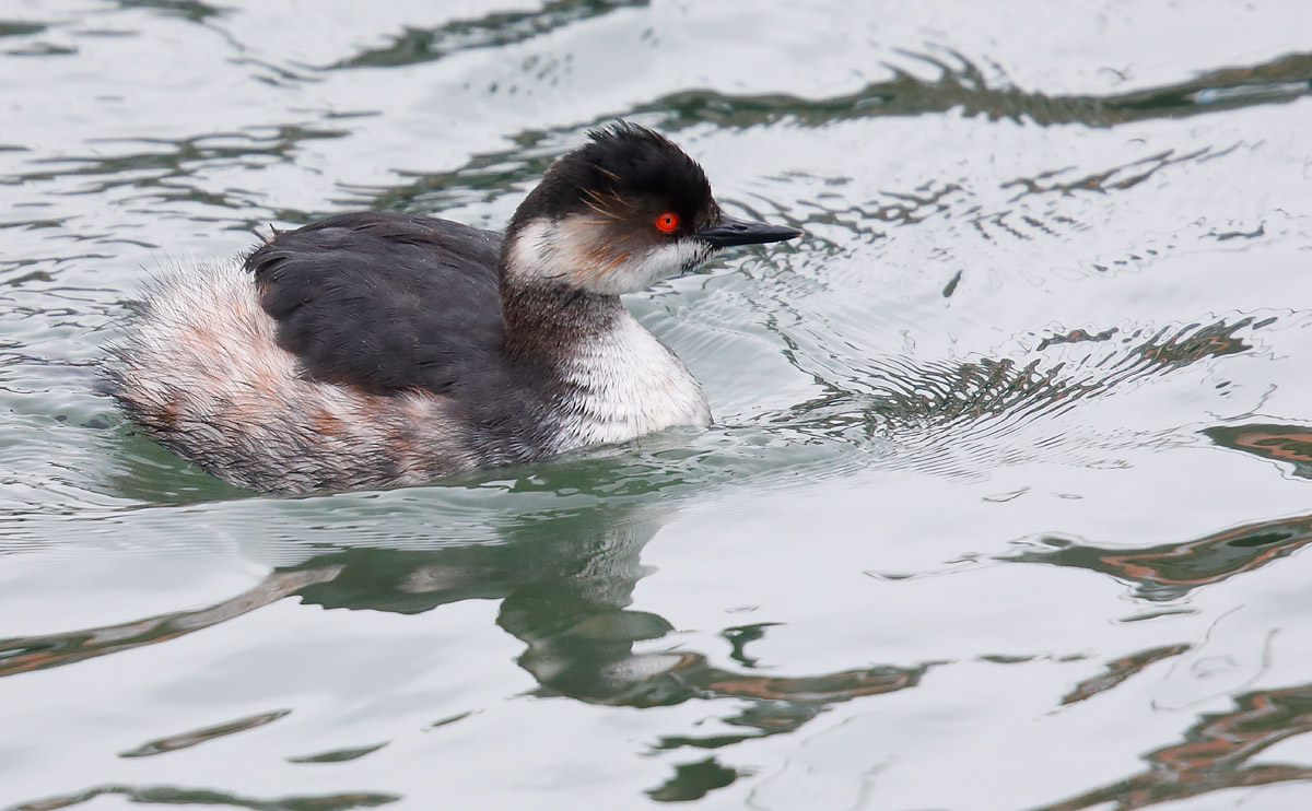 BNGrebe_55Q2460