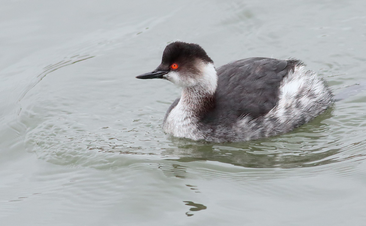 BNGrebe_S1Q2374