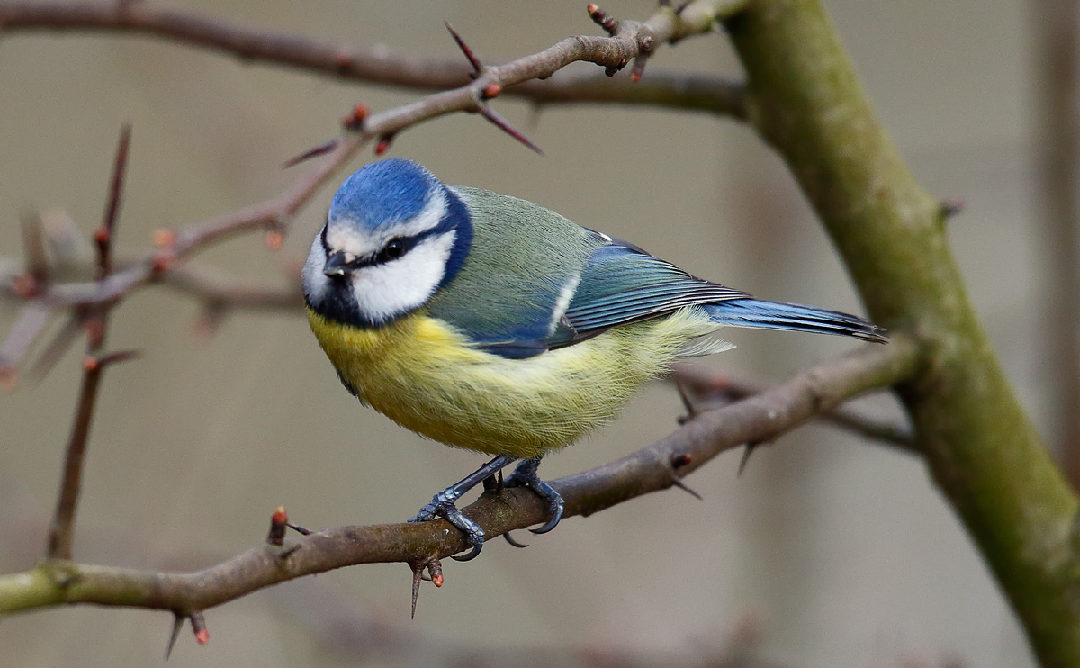 Blue Tit_J4X8328