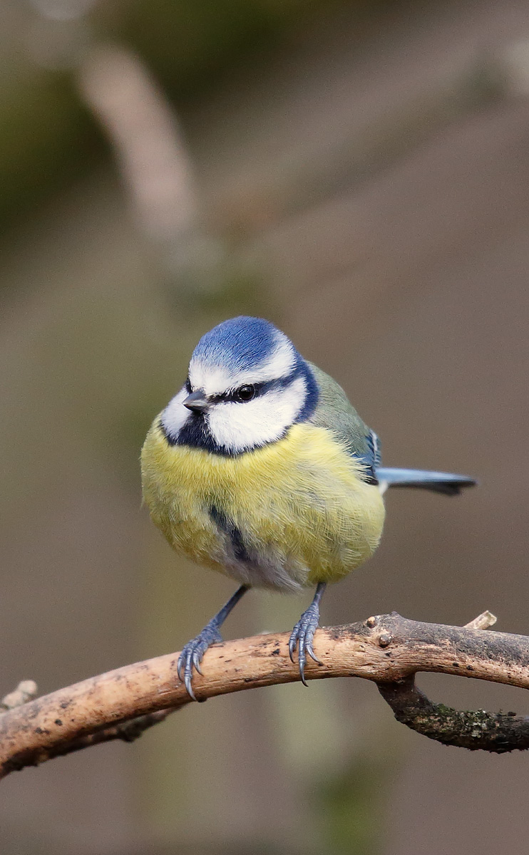Blue Tit_J4X8362