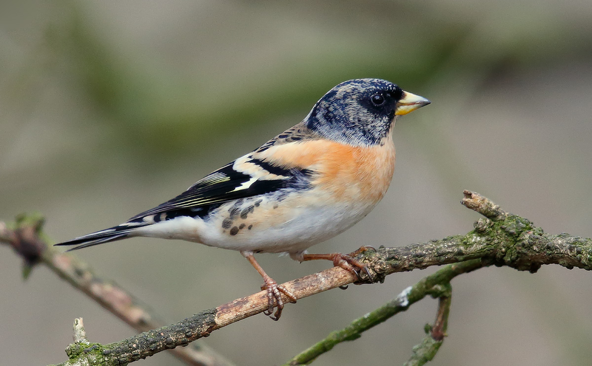 Brambling_J4X7793