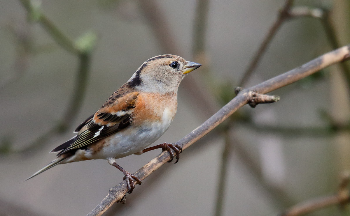 Brambling_J4X7859