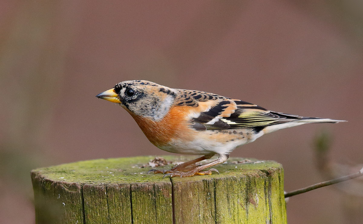 Brambling_J4X8219