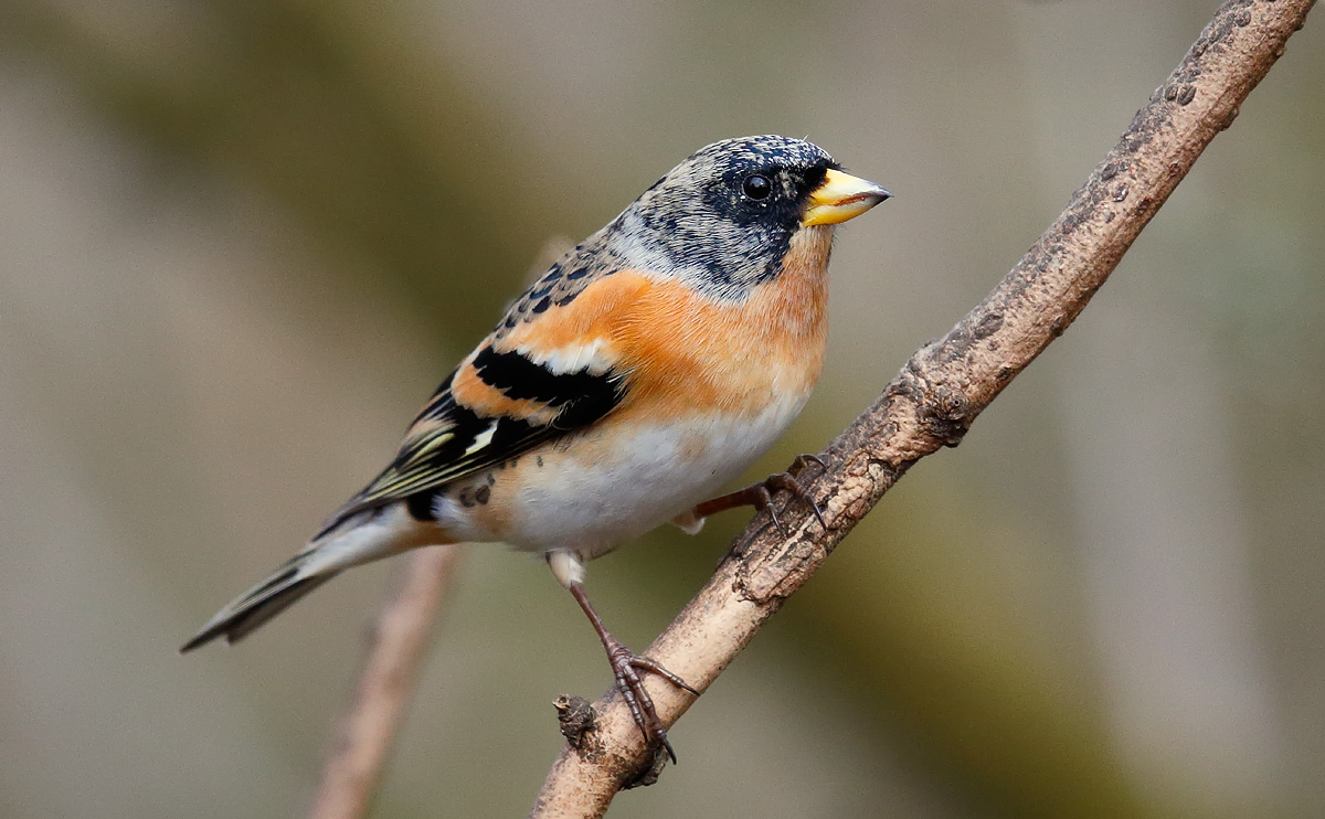 Brambling_J4X8248