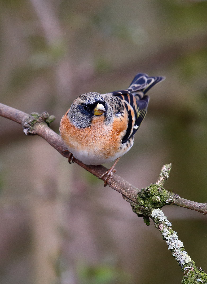 Brambling_J4X8267