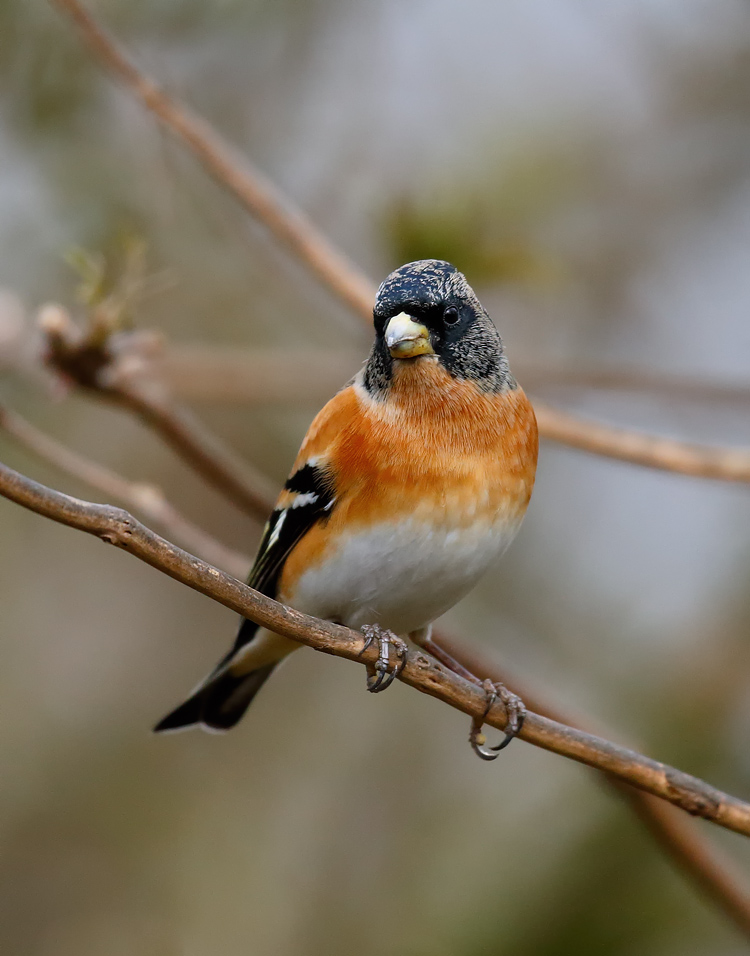 Brambling_J4X8389