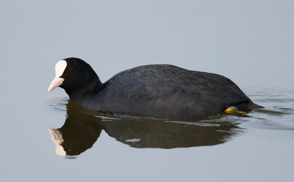 Coot_J4X8524