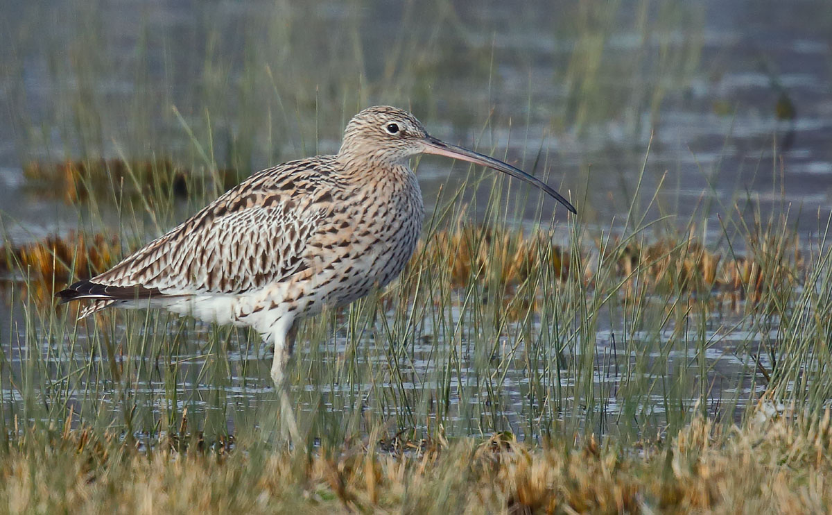 Curlew_J4X8806