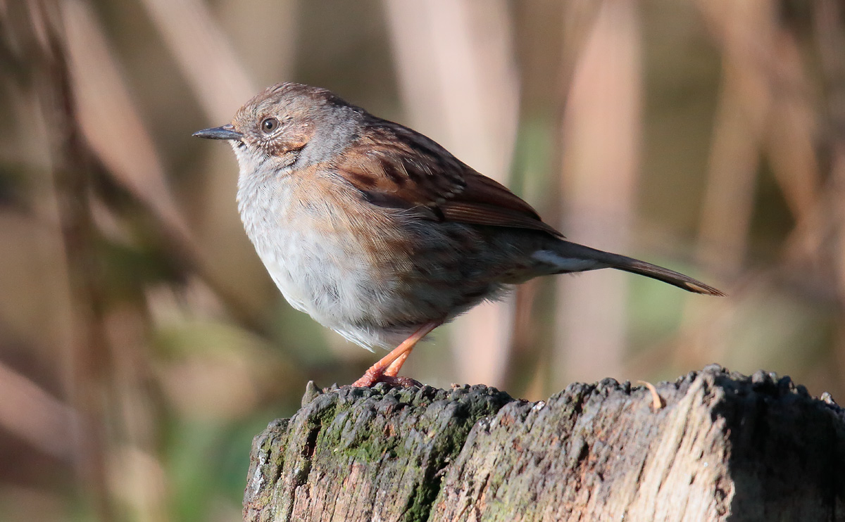 Dunnock_S1Q2956