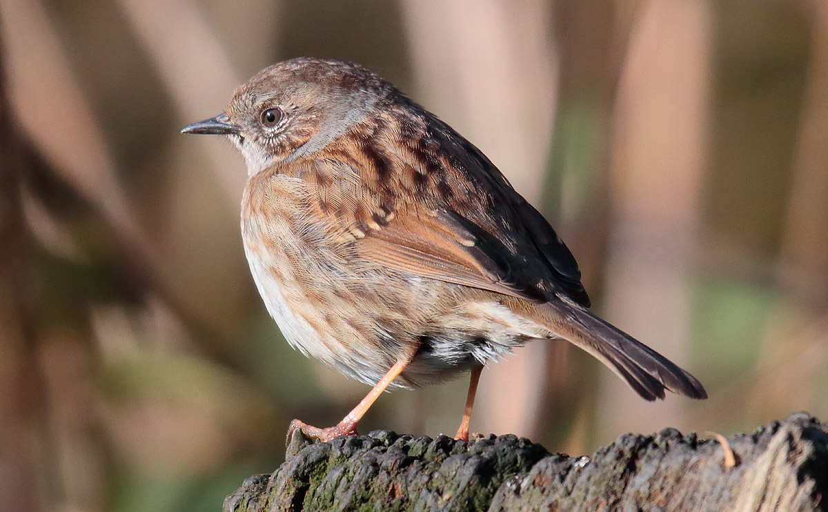 Dunnock_S1Q2967