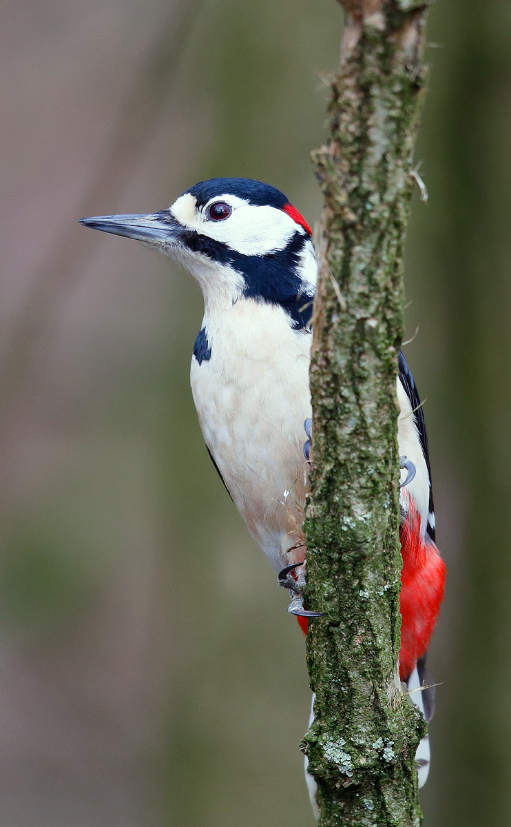 GSWoodpecker_J4X8195