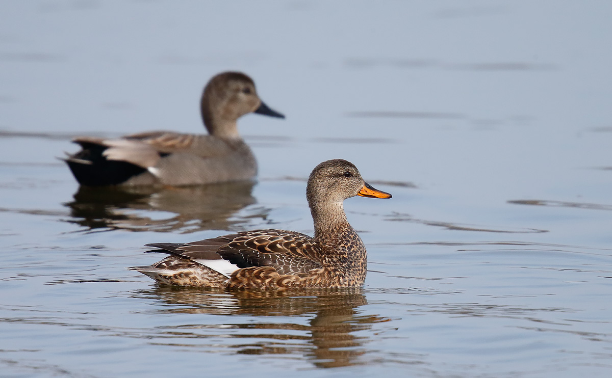 Gadwall_J4X8521