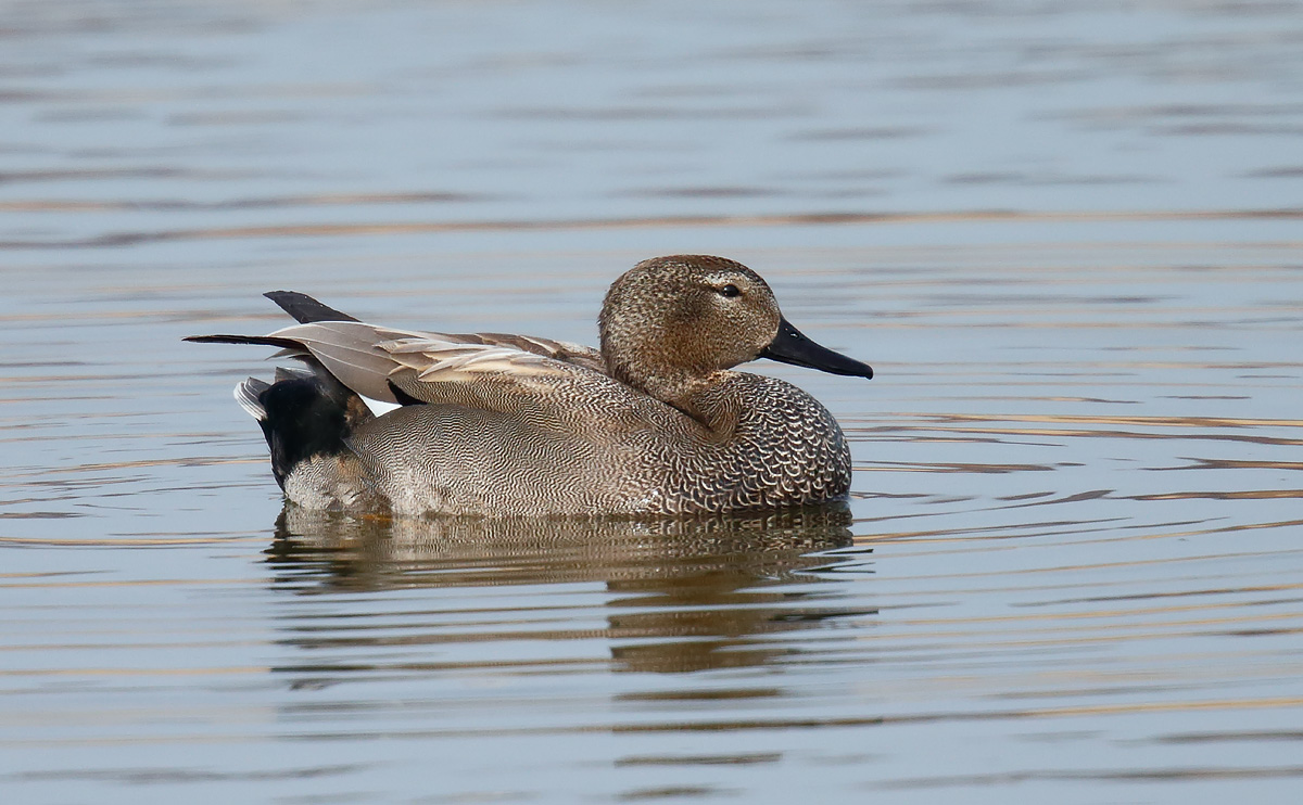 Gadwall_J4X8545