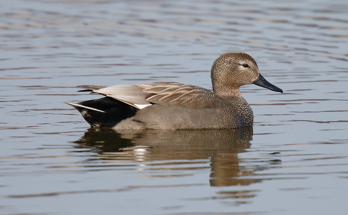Gadwall_J4X8552