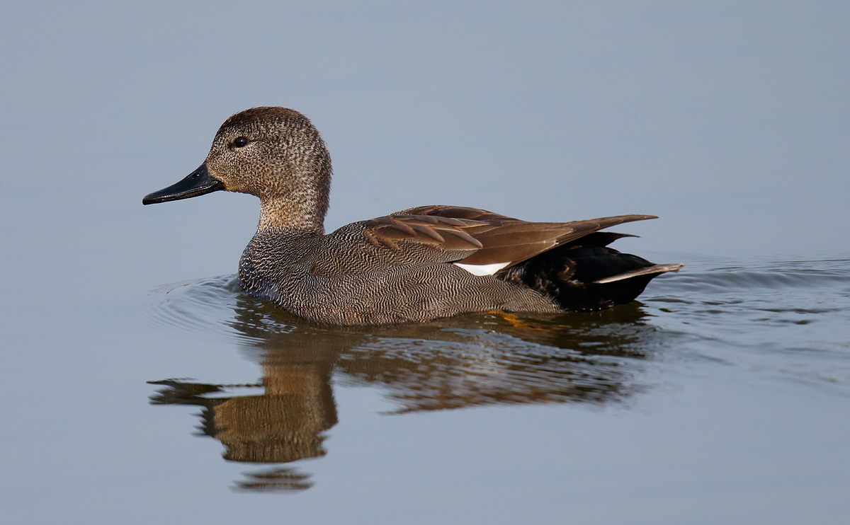 Gadwall_J4X8707