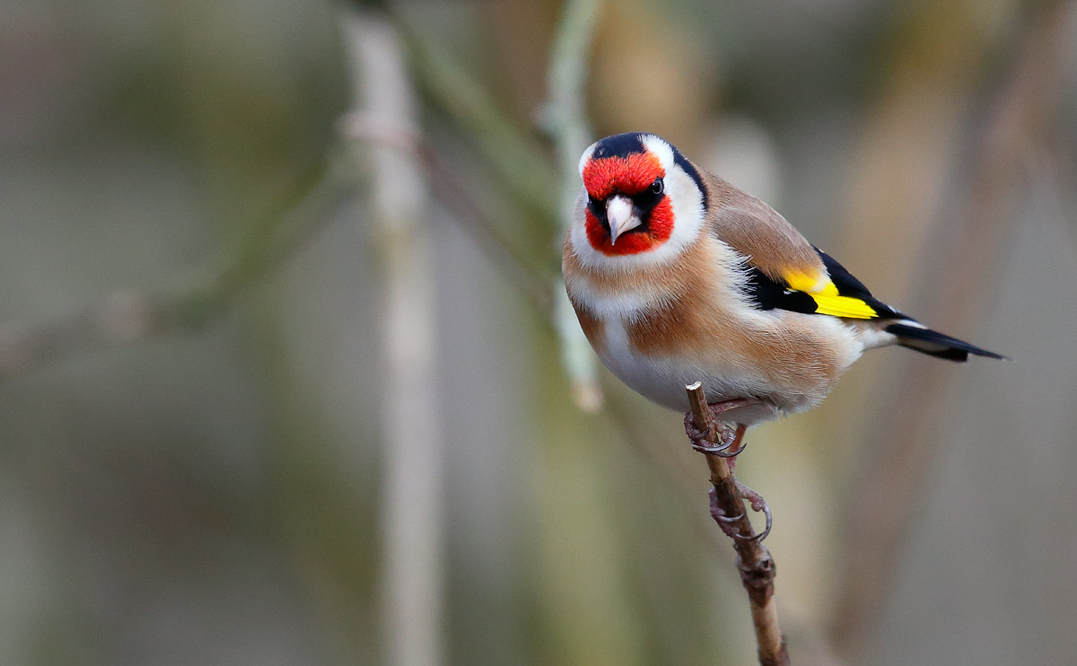 Goldfinch 2_J4X7889