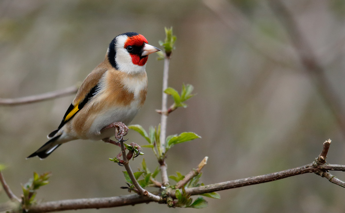 Goldfinch_J4X7848
