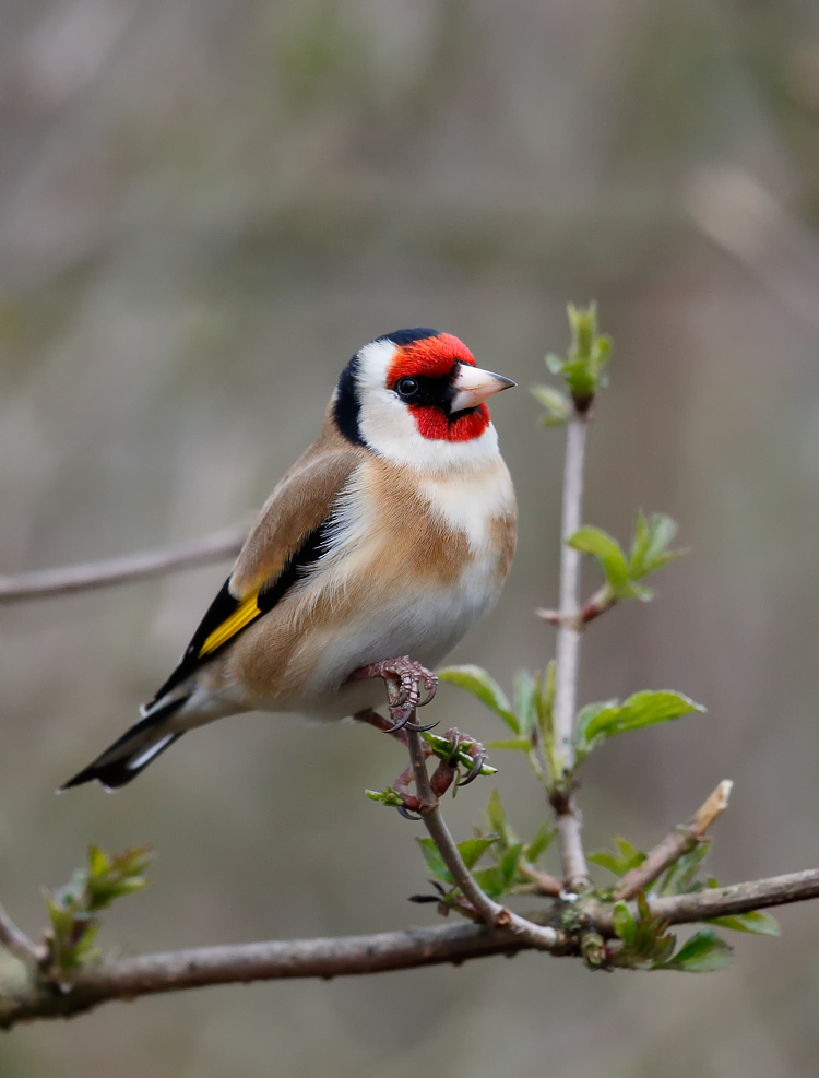 Goldfinch_J4X7852