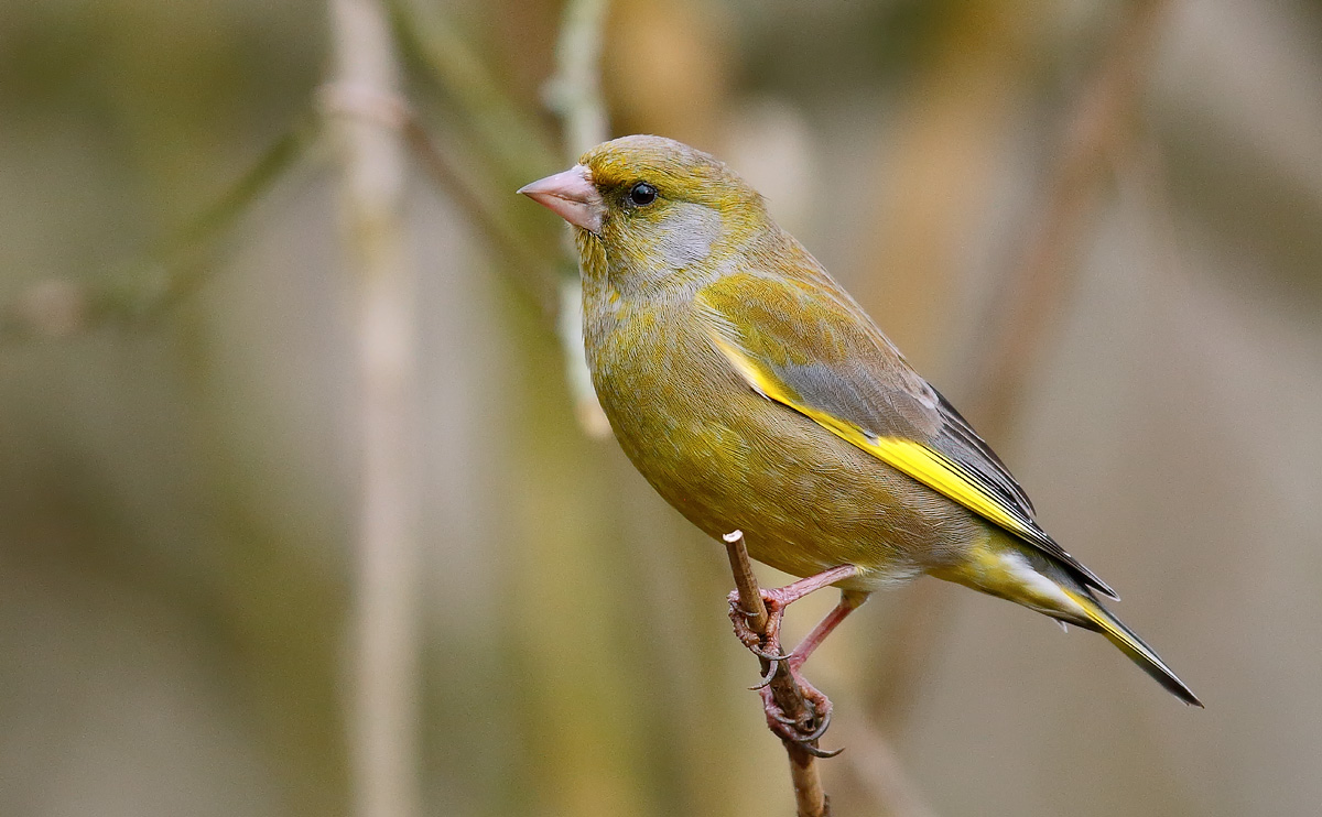 Greenfinch_J4X7935