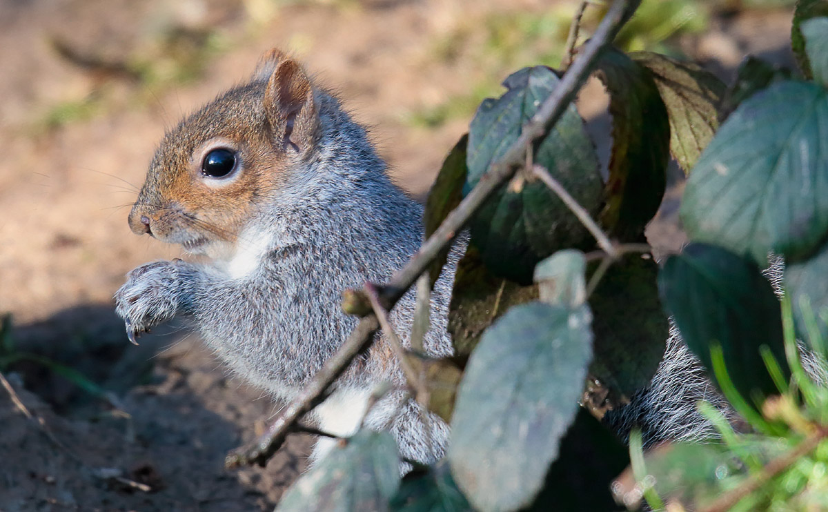 Grey Squirrel_S1Q2856