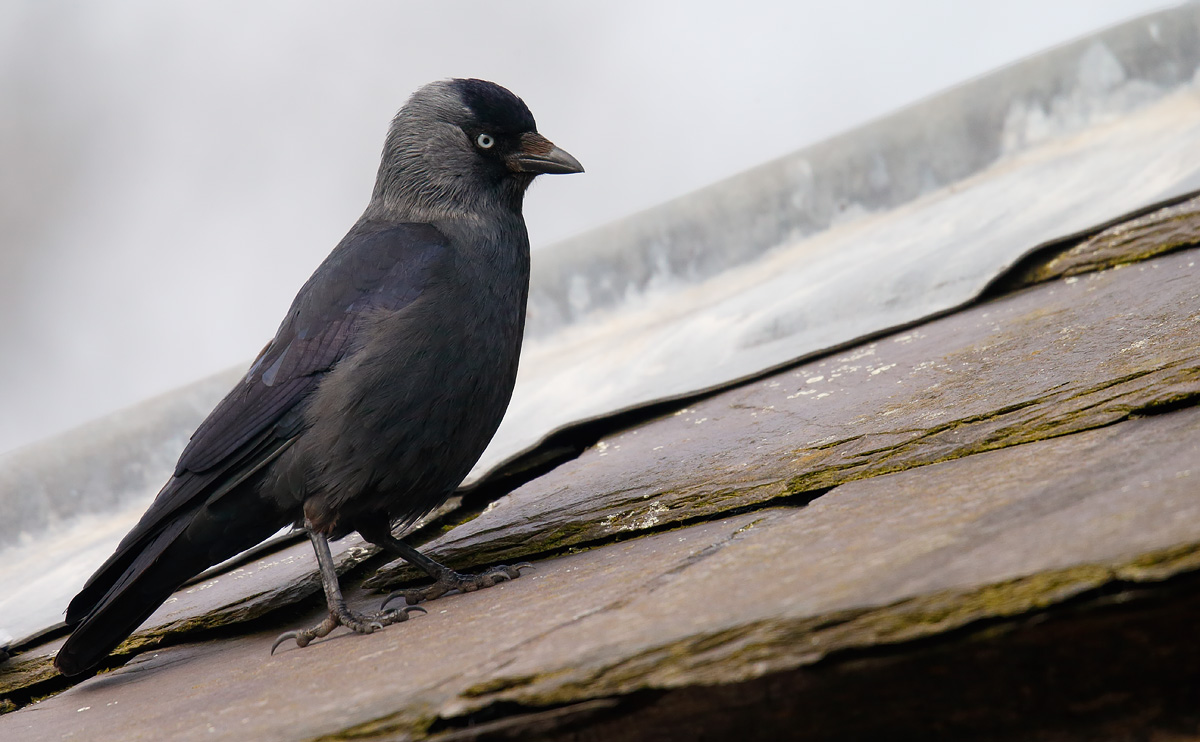Jackdaw_J4X8437