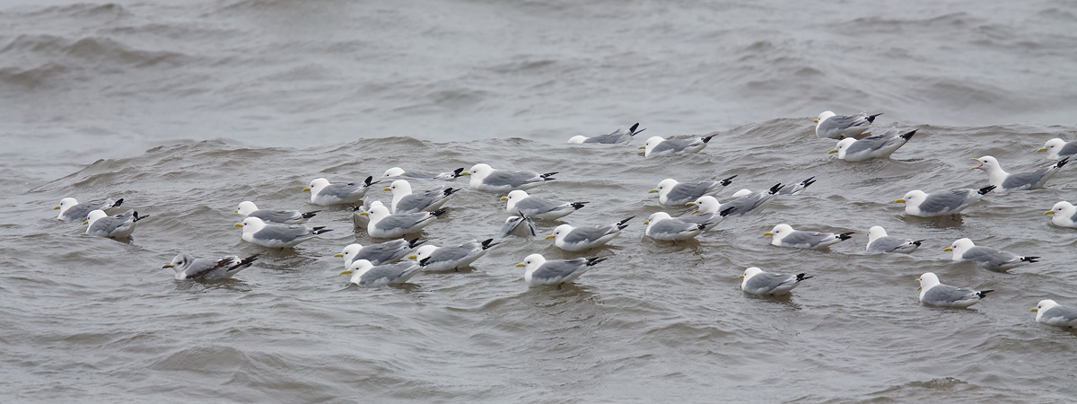 Kittiwakes_55Q2575