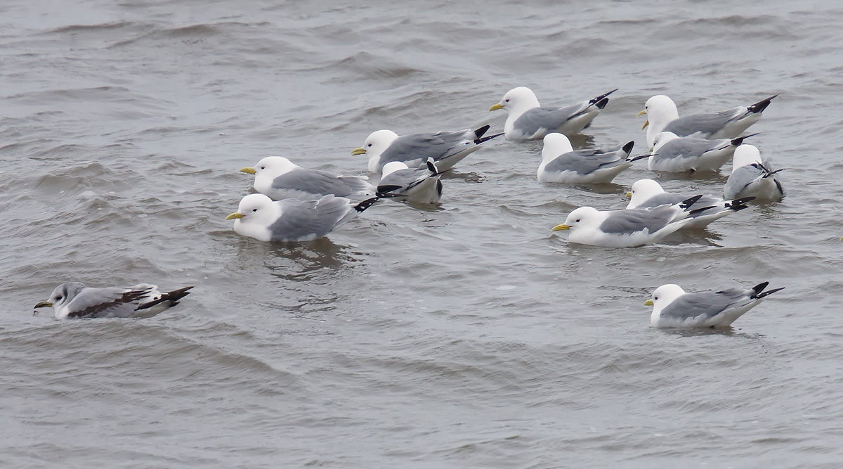 Kittiwakes_55Q2579