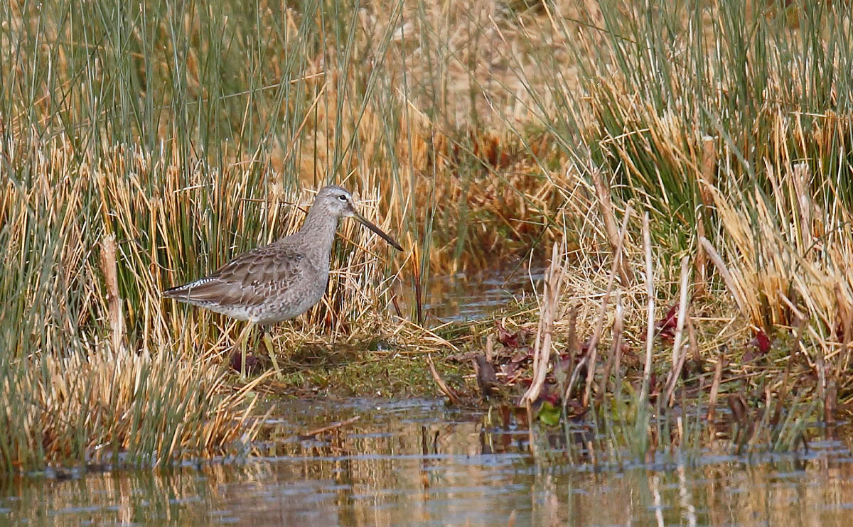 LBDowitcher_J4X8887