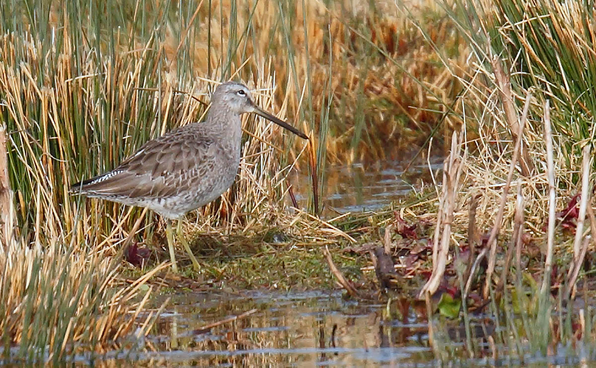 LBDowitcher_J4X8894