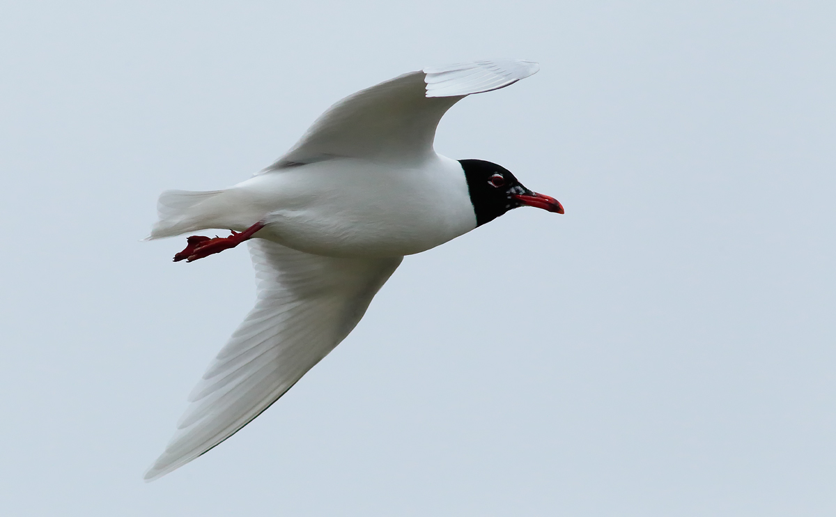 Med Gull_S1Q2226