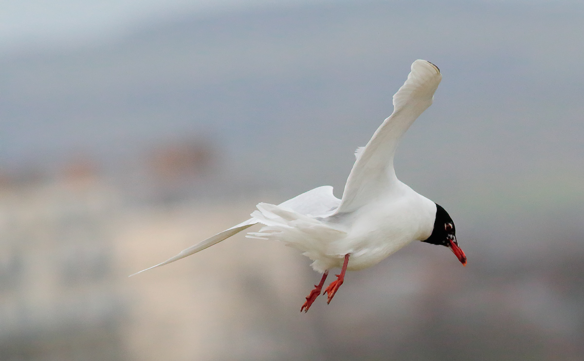 Med Gull_S1Q2239