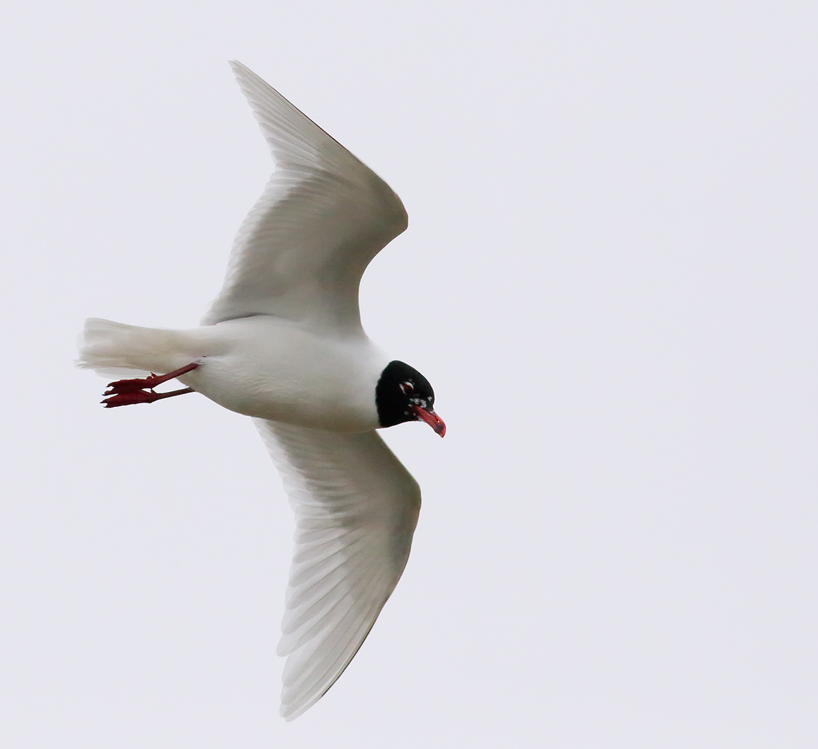 Med Gull_S1Q2288