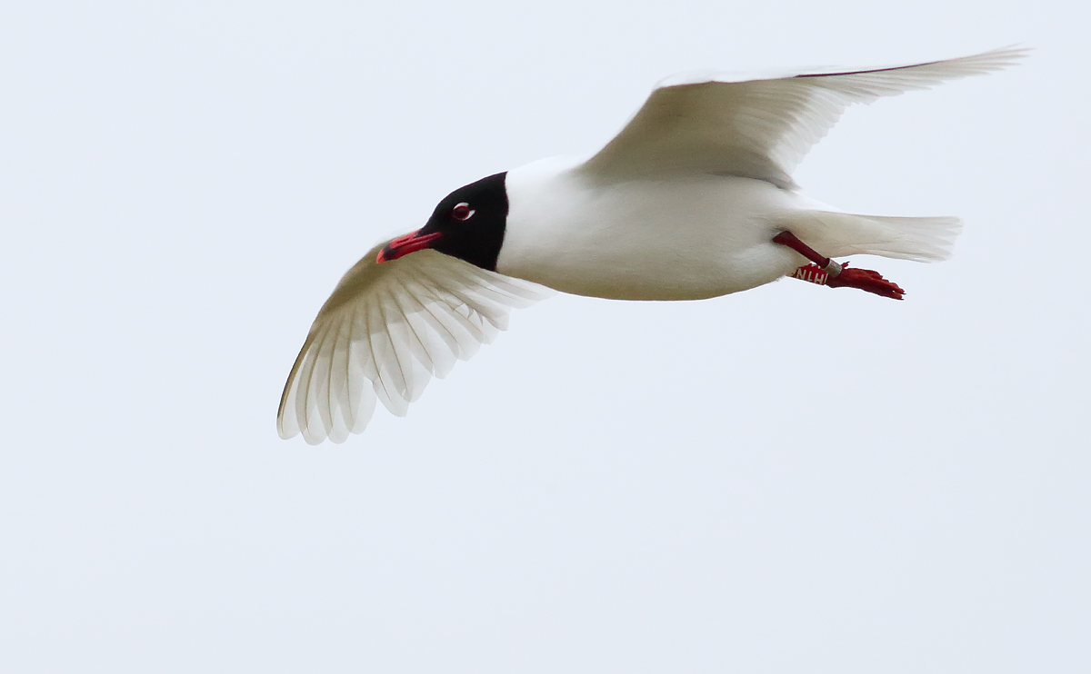 Med Gull_S1Q2609