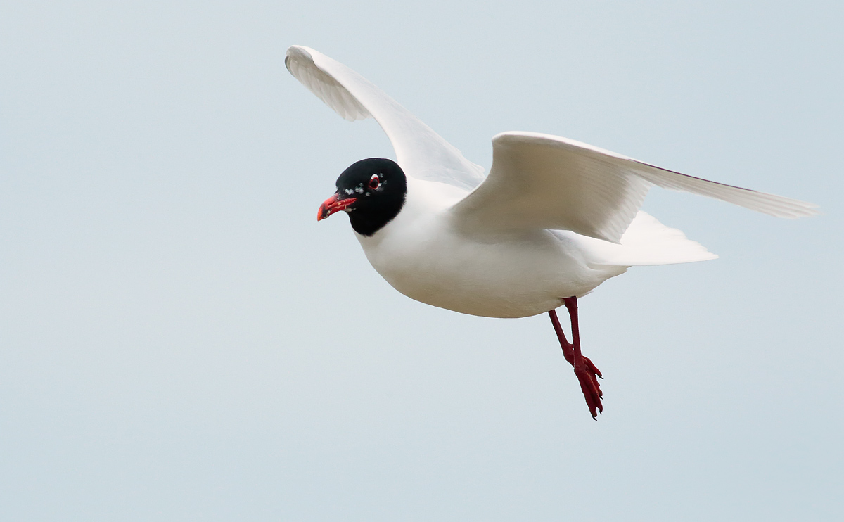 Med Gull_S1Q2680
