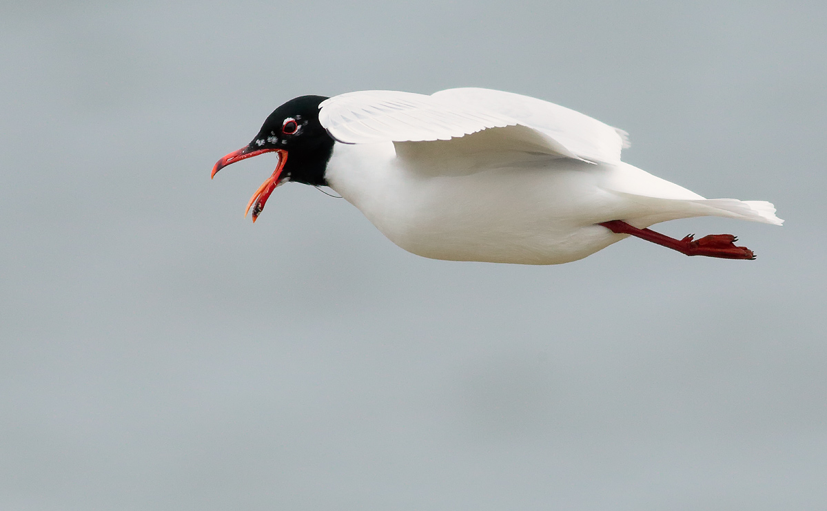 Med Gull_S1Q2708