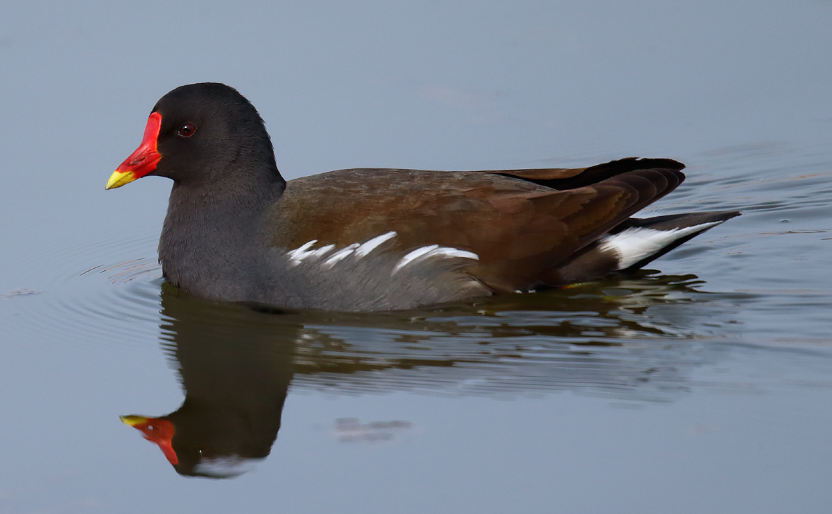 Moorhen_J4X8640