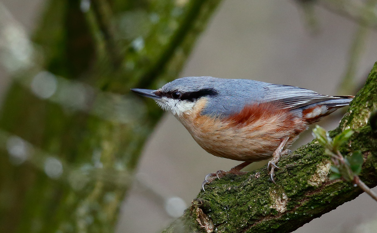 Nuthatch_J4X8330