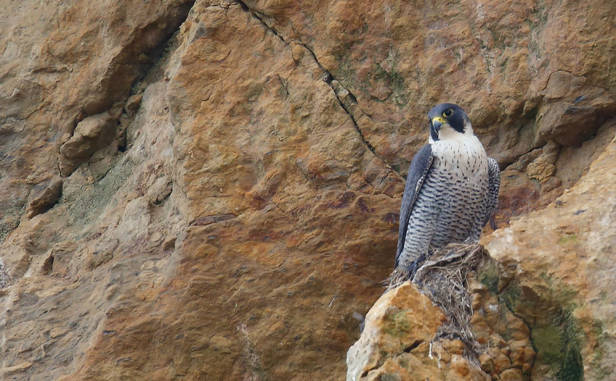 Peregrine_J4X8929