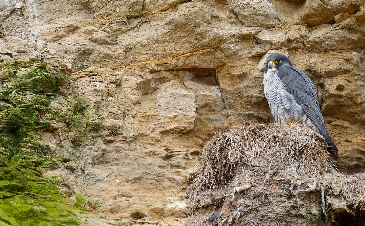 Peregrine_J4X9222