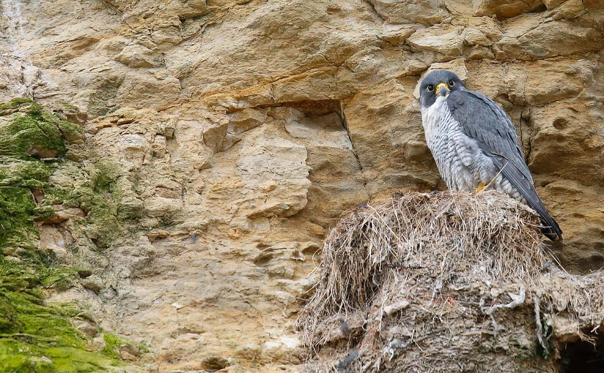 Peregrine_J4X9231