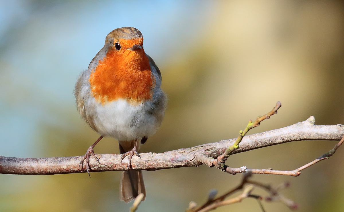 Robin_S1Q2976