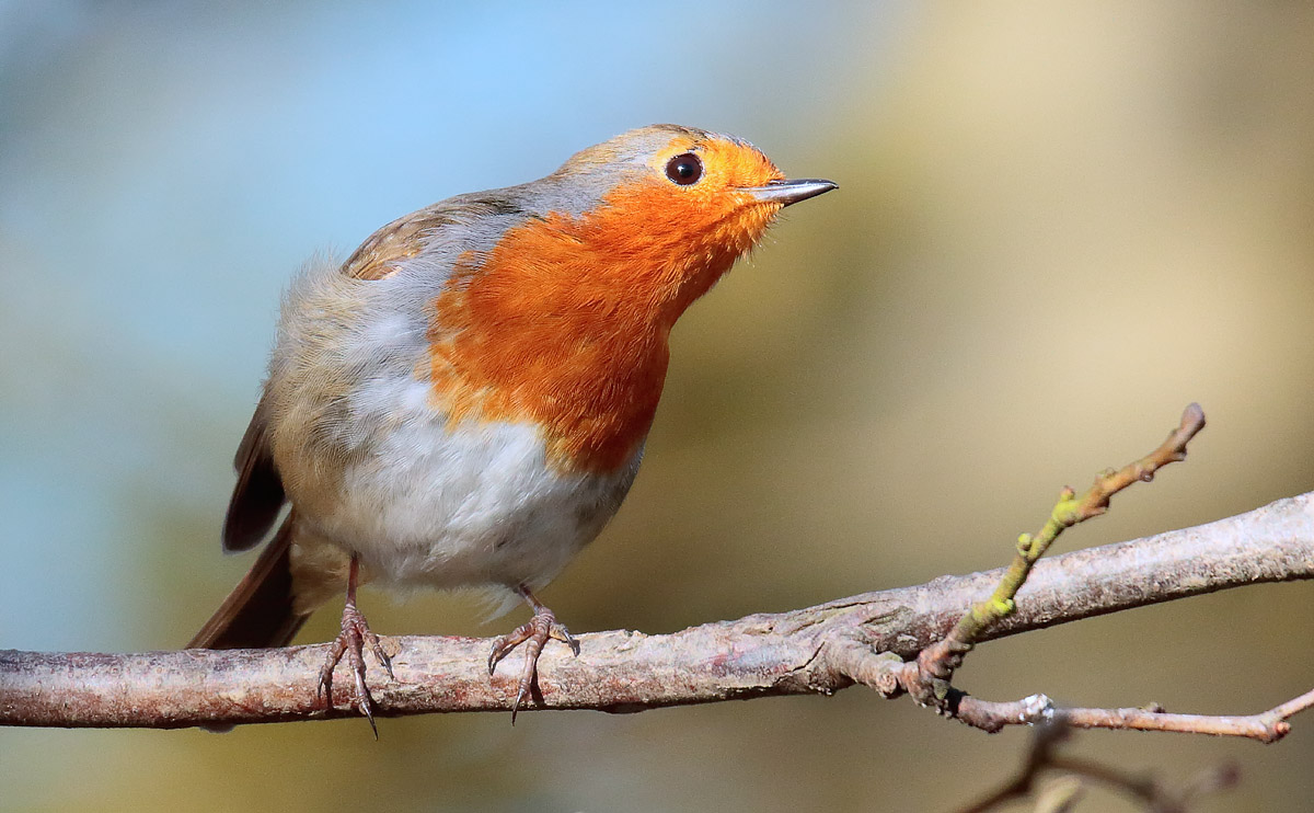 Robin_S1Q2978
