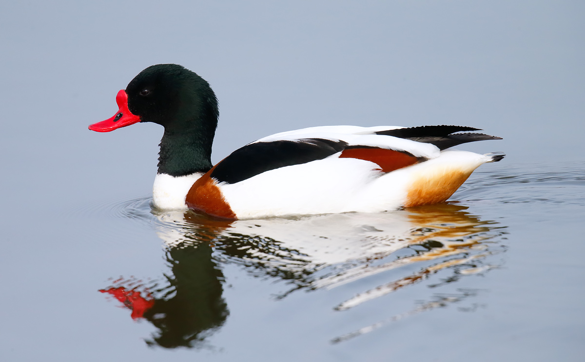 Shelduck_J4X8671
